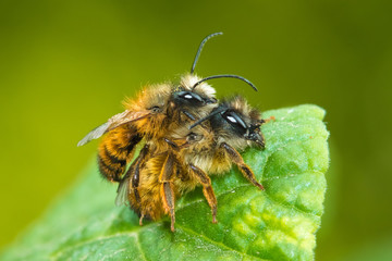 Mating of two red mason bees, Osmia rufa