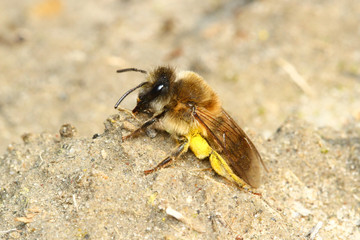 Osmia bicornis, solitary red mason bee, pollinator