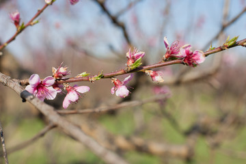 Fototapeta na wymiar flowering of peach tree with pink flowers in spring