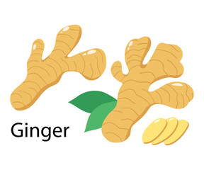 Ginger root and leaveson white background. Vector