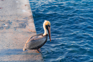 panorama of Cozumel island in Mexico