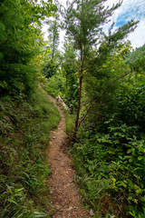 Fototapeta na wymiar Smoky Mountains landscape along the trails. Smoky Mountains National Park, Tennessee, USA