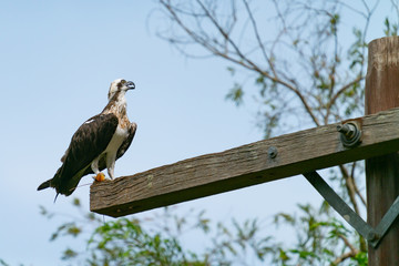 Eastern osprey.