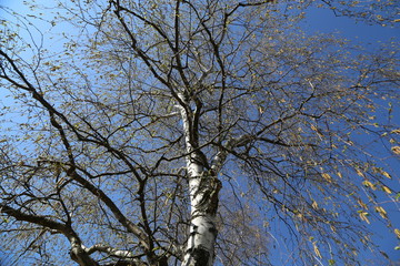 Birch with earrings in spring against the blue sky