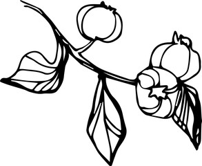 Hand drawn blueberry nutrition food leaf nature organic healthy berry vector illustration vitamin summer drawing forest plant tasty fruit health line