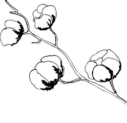 Hand drawn vector illustrations cotton in sketch style vintage organic vector soft nature eco flower branch bio ball botanical fluffy symbol cloth, material softness botany floral