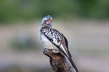 South African yellow billed hornbill sitting on tree isolated portrait