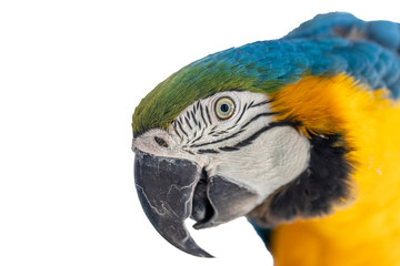 Beautiful Yellow-Blue Macaw, canindé macaw on white background
