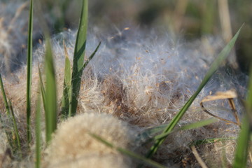 background green grass and white dandelion fluff