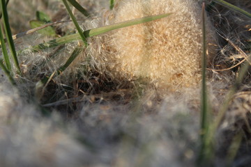 background green grass and white dandelion fluff