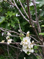 apple tree blossom
