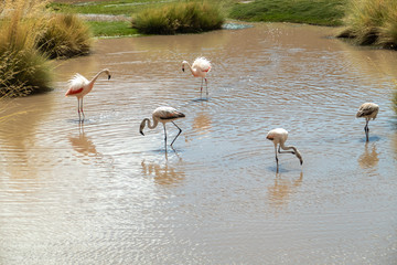 Group of Pink Andean flamingos near San Pedro de Atacama, Atacama Desert, Chile. 
