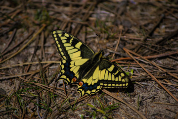 Spring came, a beautiful butterfly flew