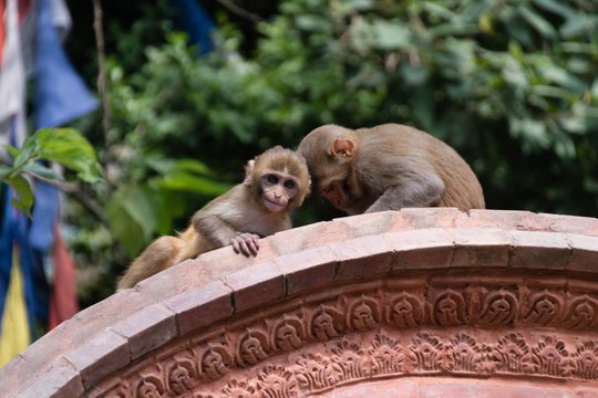 Monkey