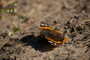 Spring came, a beautiful butterfly flew