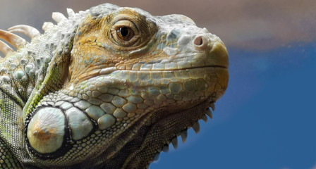 beautiful iguana portrait against blue bacground