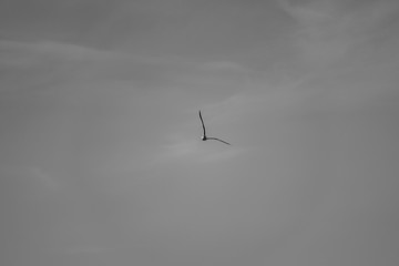 Beautiful birds in cold weather