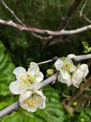 apple tree blossom