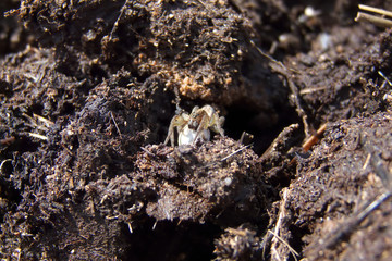 The spider protects the offspring. An insect on the ground.