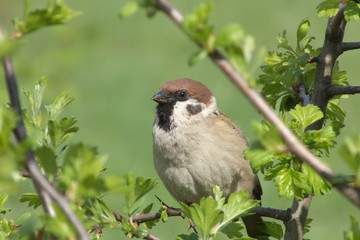 A Sparrow is sitting on a branch. Bird in the summer on a tree. Green surroundings.