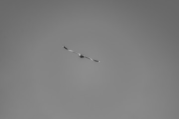 Beautiful birds in cold weather