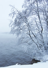 Tree branches above the water in winter. Branches in the snow. Winter landscape.