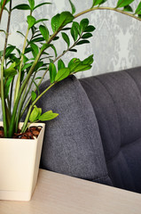 green money tree in a pot on the table next to the gray sofa