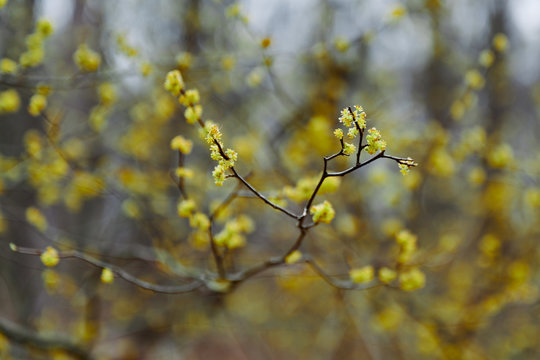 First Flowers Of Western Pennsylvania