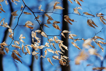  Pennsylvanian spring is blue skies and bright colors