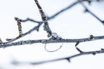 Wedding Ring, Tree Nature Winter