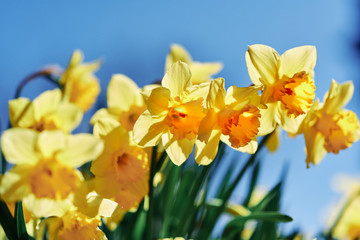 sunshine and daffodils in Pittsburgh, Pennsylvania. self-isolation
