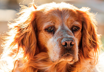 portrait of a of hunting dog Epagneul Breton