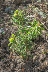 Seedling of Abies nordmanniana also known as Nordmann fir or Caucasian fir