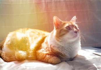 Ginger cat sittnig on soft white blanket, cozy home and relax concept, cute red or ginger cat. Red cat basking in the sun. Cat in the sunset. 