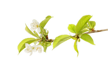 White cherry blossom