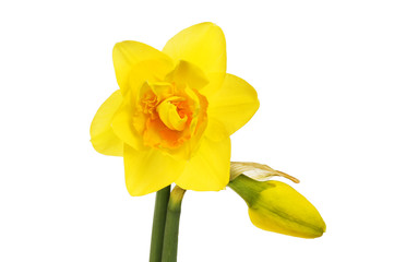Double daffodil and bud © Richard Griffin