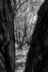 Trees framed by two trunks, vertical, black and white - Hollywood, Florida, USA