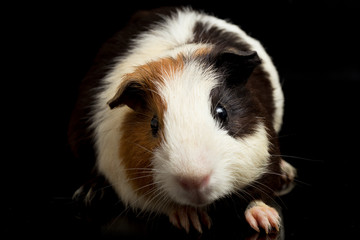 guinea pig isolated on black background