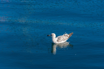 Single seagull reflection on the sea surface