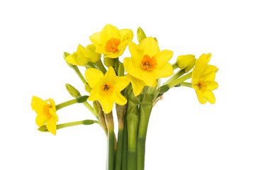 Group of narcissus flowers