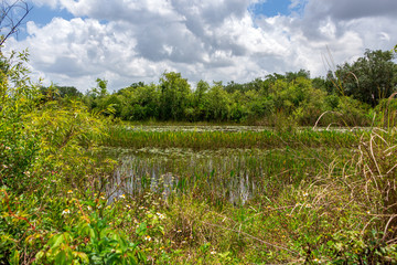 Fototapeta na wymiar Wetlands at Long Key Natural Area, Davie, Florida, USA