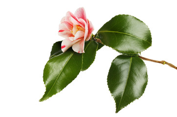 Camellia flower and foliage