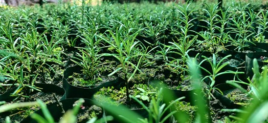 green grass with dew drops