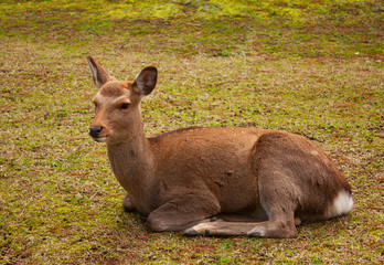 A deer lying on the ground and resting in Nara, Japan