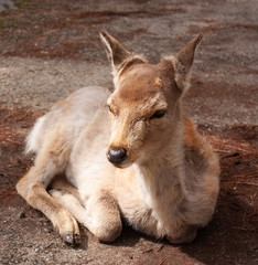 A baby deer lying on the ground in Nara Deer Park in Japan