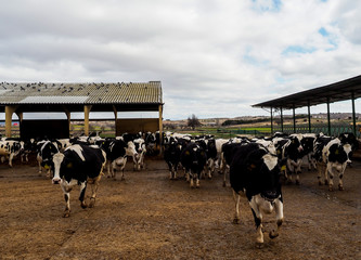 Calf and cow farm