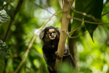 Macaco na arvore da floresta