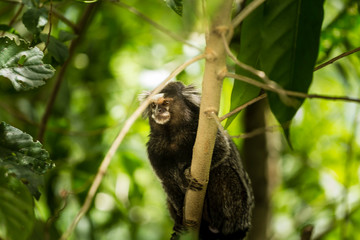Macaco na arvore da floresta