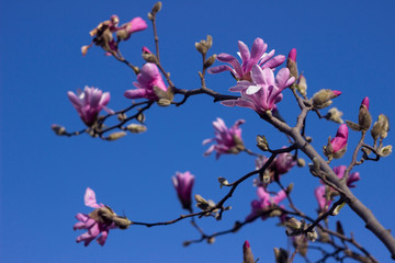 Terry pink magnolia on a background of blue sky blooms in clear weather in spring. Gentle multilobal magnolia in Vinnitsa