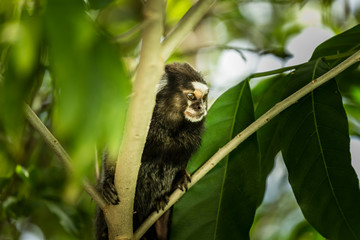 Macaco na arvore da floresta